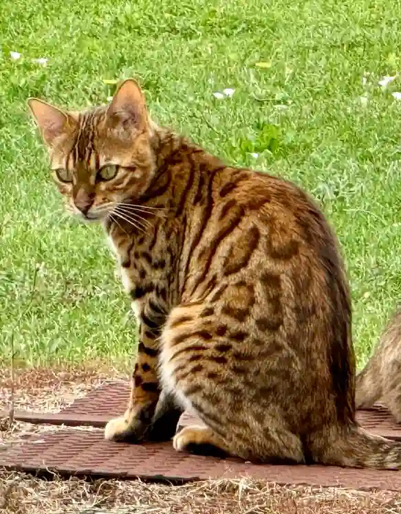 Chat Perdu 47 Lot-et-Garonne - Ulys Chat Perdu 47 Lot-et-Garonne - Ulys