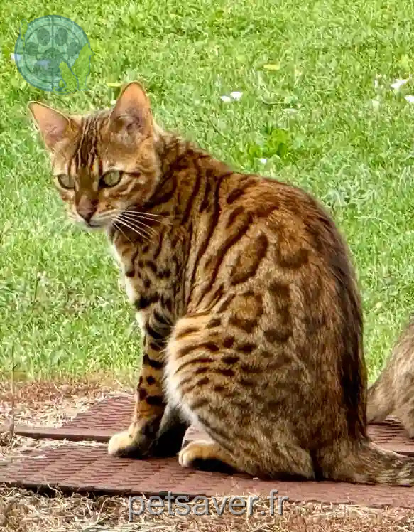Chat Perdu 47 Lot-et-Garonne - Ulys Chat Perdu 47 Lot-et-Garonne - Ulys