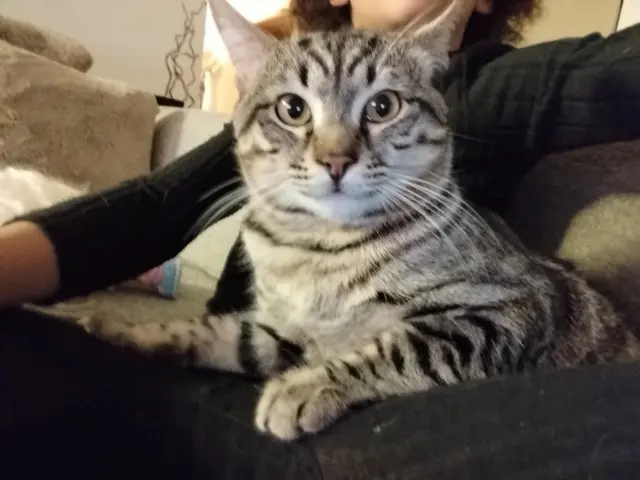 chat lost   47000 Agen Willow