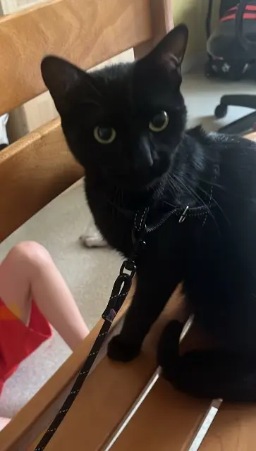 chat lost   47480 Pont-du-Casse Yoshi