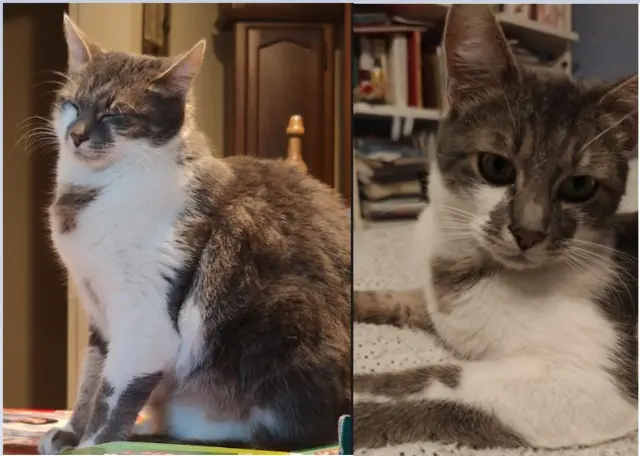chat lost   47000 Agen Ziggy