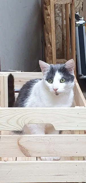 chat lost   48200 Les Monts-Verts Frimousse