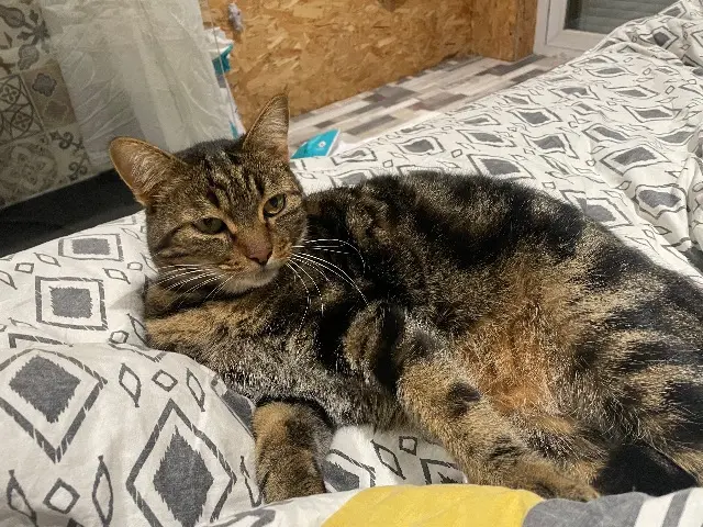 chat lost   48190 Mont Lozère et Goulet Mia