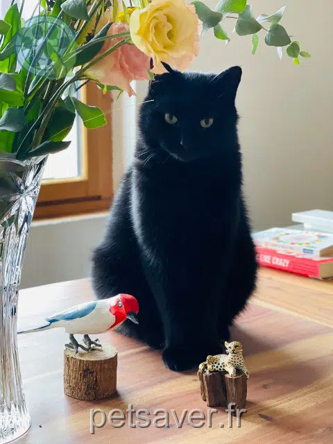 chat lost   48110 Moissac-Vallée-Française Mémo