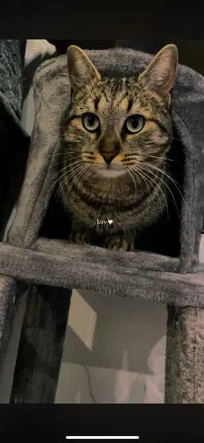 chat lost   48300 Langogne Ruben