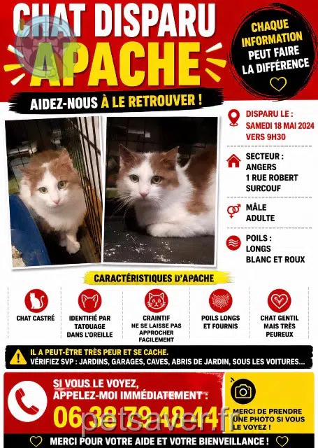 chat lost Angers Apache