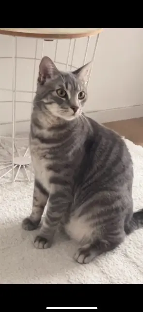 chat lost    Angers Bandit