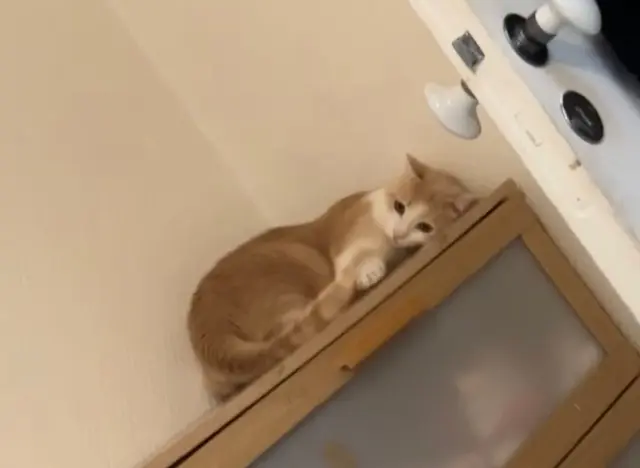 chat lost    Angers Booba