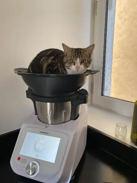 chat lost    Angers Bretzel