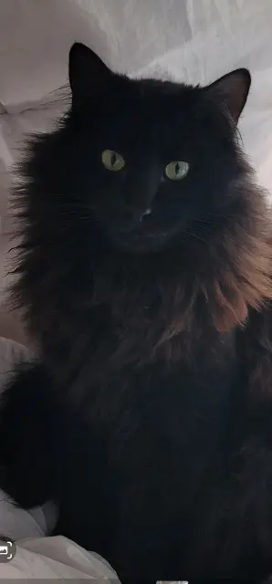 chat lost    Angers Felix