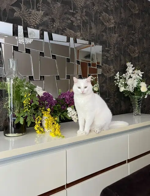 chat lost    Angers Kar