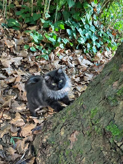 chat lost    Angers Kira