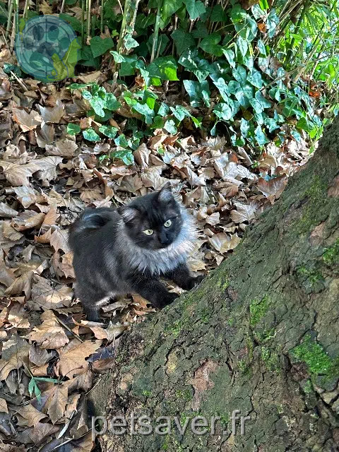 kater vermist Angers Kira kater lost Angers Kira