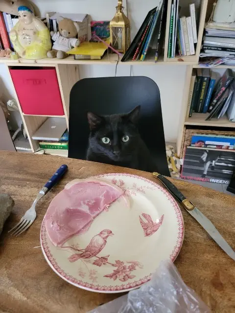 chat lost    Angers Mephisto