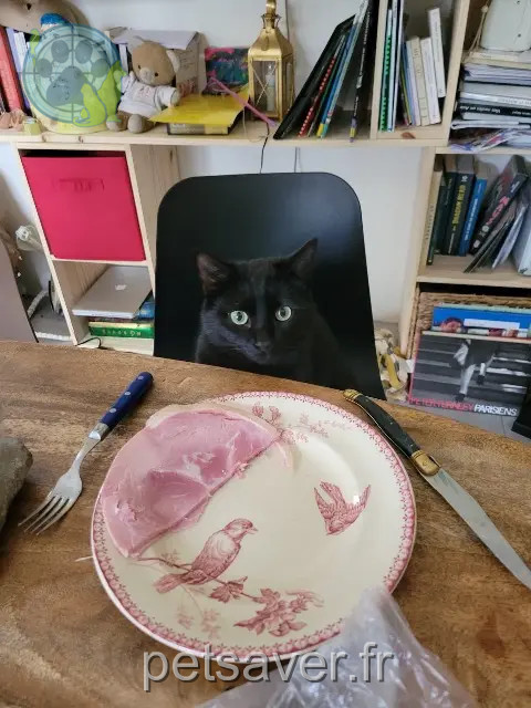 cat lost Angers Mephisto cat lost Angers Mephisto