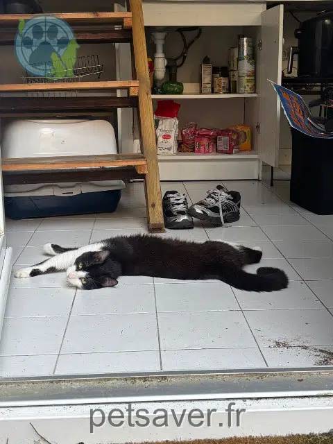chat lost    Angers Oreo