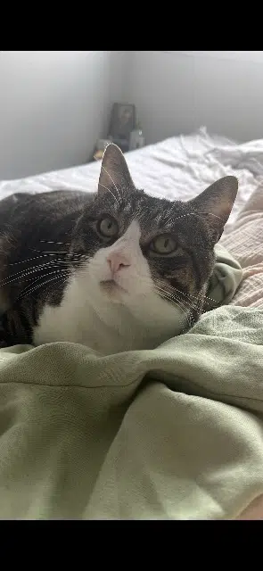 chat lost    Angers Ponyo