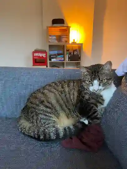 Chat Perdu 49 Maine-et-Loire Angers - Rinnegan Chat Perdu 49 Maine-et-Loire Angers - Rinnegan