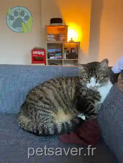 Chat Perdu 49 Maine-et-Loire Angers - Rinnegan Chat Perdu 49 Maine-et-Loire Angers - Rinnegan