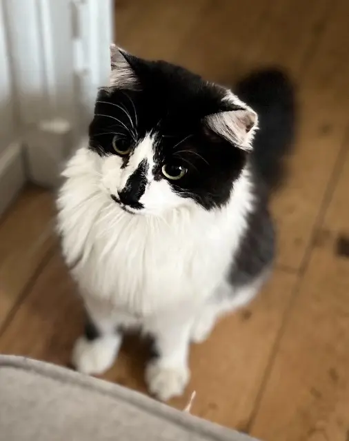chat lost    Angers Tiny