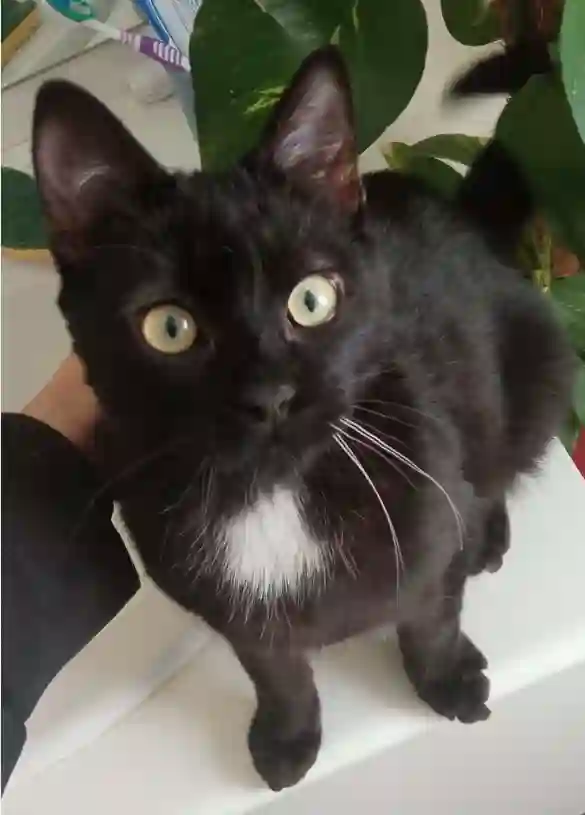 Chat Perdu 49 Maine-et-Loire Angers - Yuzu Chat Perdu 49 Maine-et-Loire Angers - Yuzu