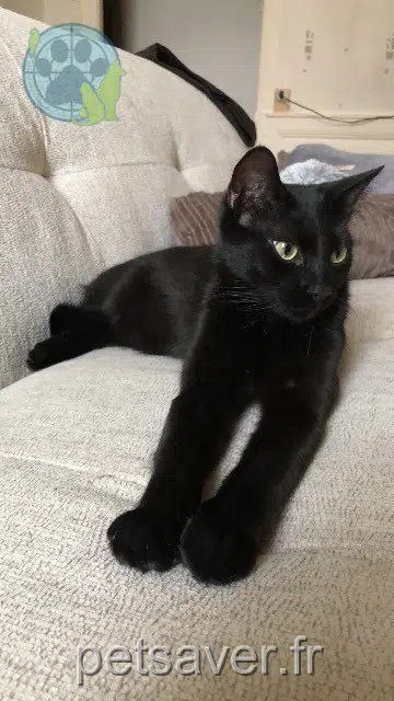 Kater lost 49400 Saumur Bastet