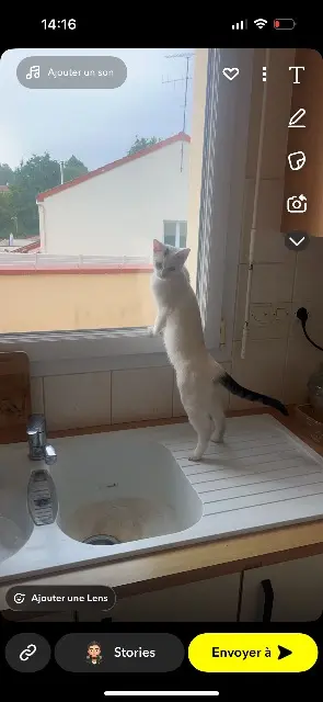 chat lost    Beaupréau-en-Mauges Guizmo