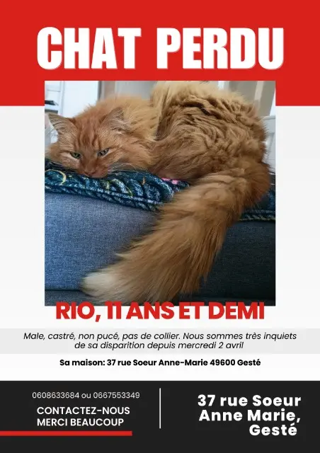 chat lost    Beaupréau-en-Mauges Rio