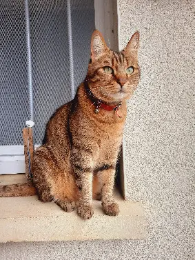 Chat Perdu 49 Maine-et-Loire Beaupréau-en-Mauges - Titi Chat Perdu 49 Maine-et-Loire Beaupréau-en-Mauges - Titi