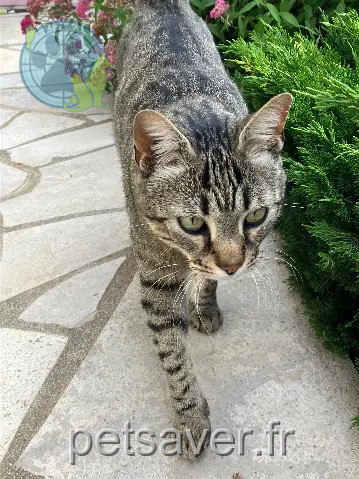 Chat Perdu 49 Maine-et-Loire - Bebe-chat Chat Perdu 49 Maine-et-Loire - Bebe-chat