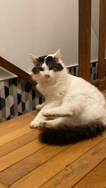 chat lost   49380 Bellevigne-en-Layon Sun