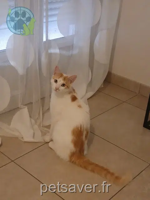 cat lost 49070 Saint-Lambert-la-Potherie Biloute