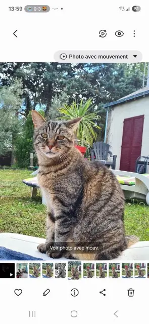 chat lost   49320 Blaison-Saint-Sulpice Cana