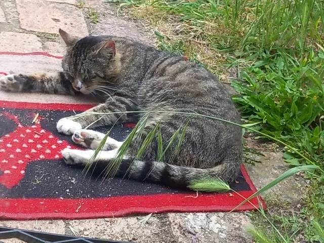 chat lost   49320 Blaison-Saint-Sulpice Socquette