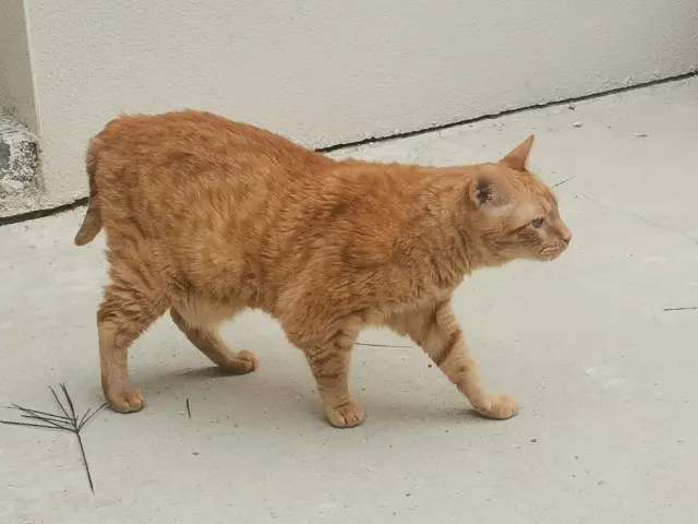 kater vermist BOUDKE kater lost BOUDKE