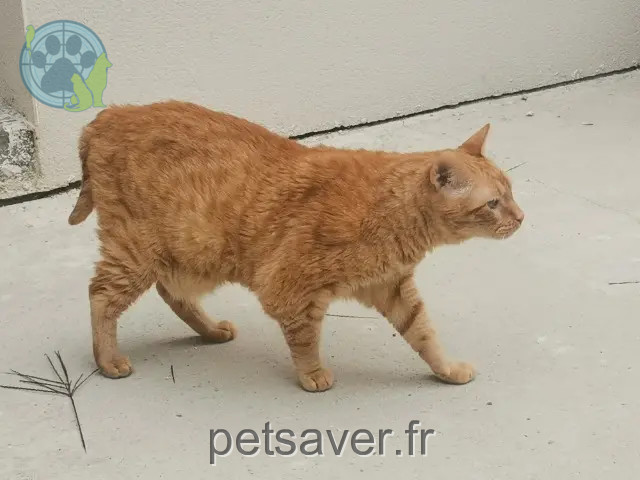 gato perdido BOUDKE gato lost BOUDKE