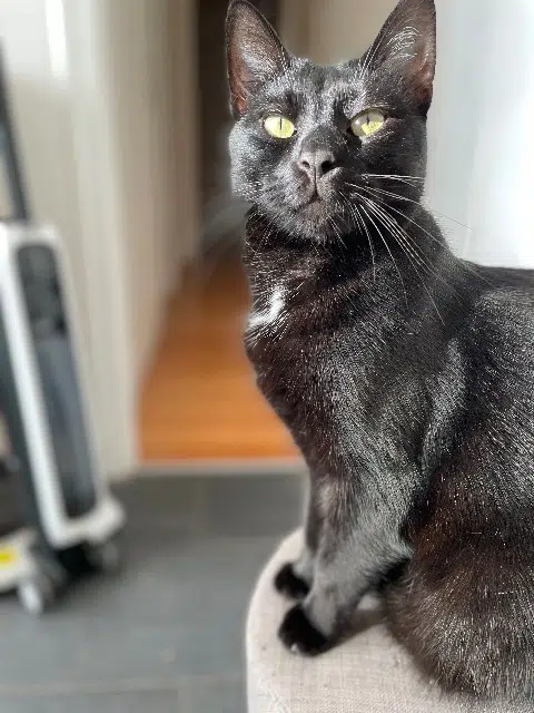 chat lost   49320 Brissac-Loire-Aubance Onyx