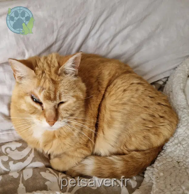 chat lost   49400 Souzay-Champigny Caramel