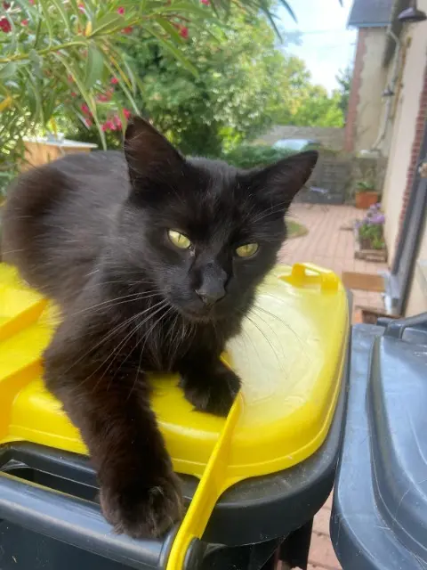 chat lost    Chemillé-en-Anjou Crash