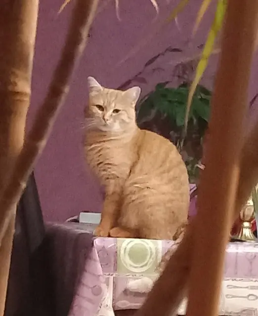 chat lost    Chemillé-en-Anjou Yumi