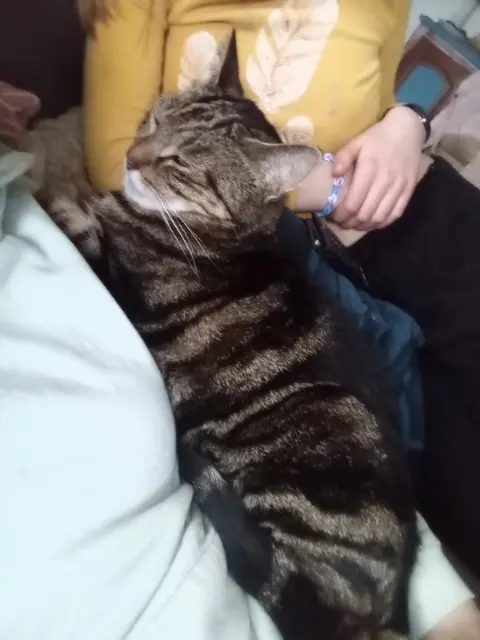 chat lost    Chemillé-en-Anjou Nino