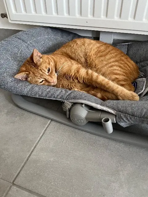 chat lost    Chemillé-en-Anjou Taïko