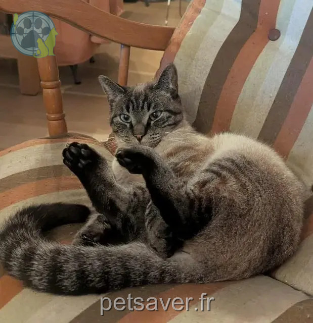 gatto perso 49330 Sceaux-d'Anjou Codéine gatto lost 49330 Sceaux-d'Anjou Codéine