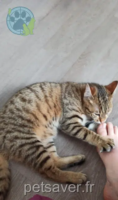 chat lost   49400 Saumur Divano