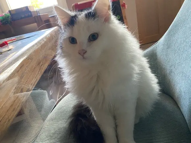 chat lost   49220 Montreuil-sur-Maine Flocon