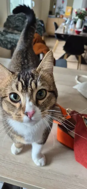 chat lost   49350 Gennes-Val-de-Loire Zola