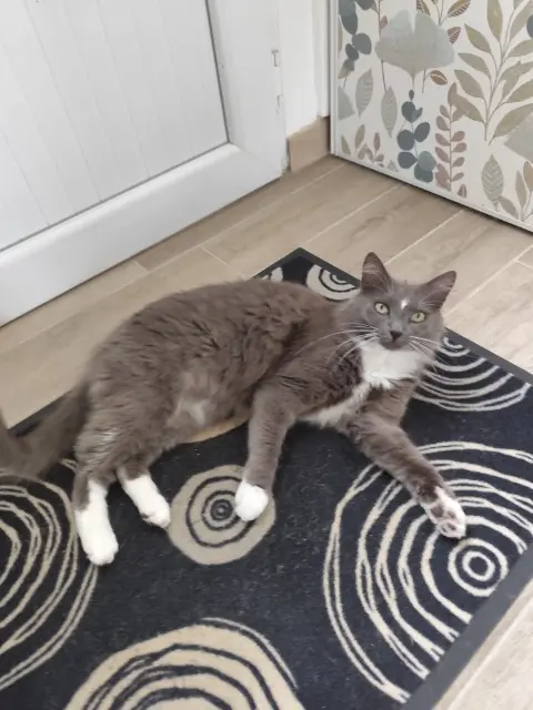 chat lost   49350 Gennes-Val-de-Loire Soket