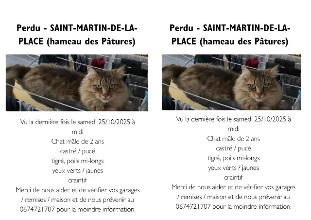 chat lost   49350 Gennes-Val-de-Loire Usky
