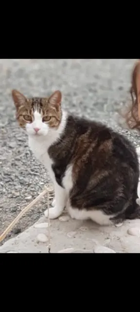 chat lost   49800 Trélazé Gribouille