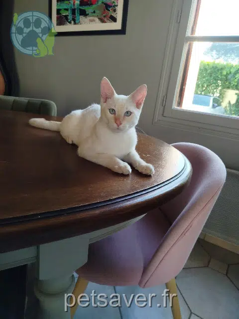 chat lost 49730 Varennes-sur-Loire Guimauve